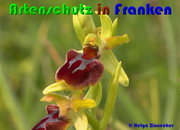 Copyright AiS Helga Zinnecker Bild zum Eintrag (53707-160)