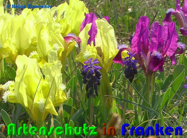 Copyright AiS Helga Zinnecker Bild zum Eintrag (53801-160)