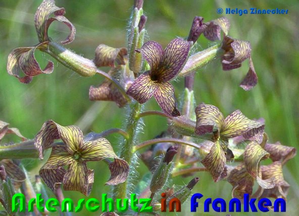 Copyright AiS Helga Zinnecker Bild zum Eintrag (53805-160)