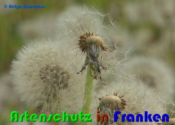 Copyright AiS Helga Zinnecker Bild zum Eintrag (53806-160)