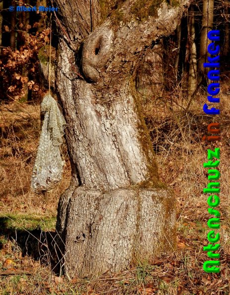 Copyright AiS Albert Meier Bild zum Eintrag (53808-160)