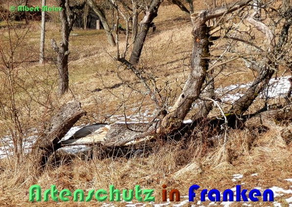 Copyright AiS Albert Meier Bild zum Eintrag (54632-160)