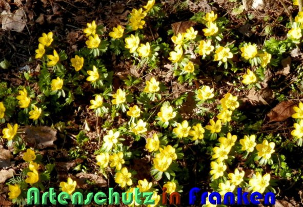 Copyright AiS Albert Meier Bild zum Eintrag (54635-160)