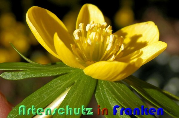 Copyright AiS Albert Meier Bild zum Eintrag (54636-160)