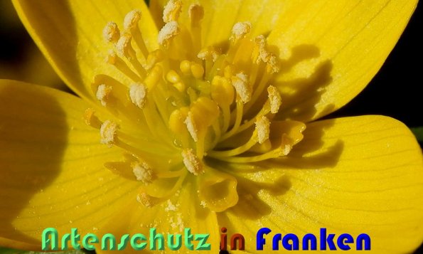 Copyright AiS Albert Meier Bild zum Eintrag (54637-160)