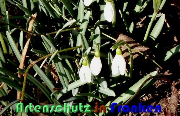 Copyright AiS Albert Meier Bild zum Eintrag (54639-160)