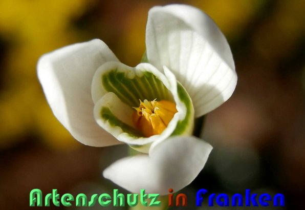 Copyright AiS Albert Meier Bild zum Eintrag (54643-160)