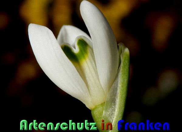 Copyright AiS Albert Meier Bild zum Eintrag (54644-160)