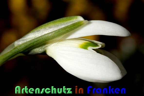 Copyright AiS Albert Meier Bild zum Eintrag (54645-160)