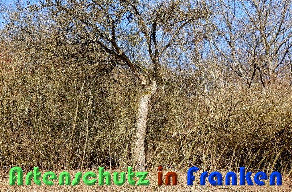 Copyright AiS Albert Meier Bild zum Eintrag (54744-160)