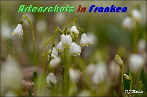 Copyright AiS Johannes Rother Bild zum Eintrag (56406-160)