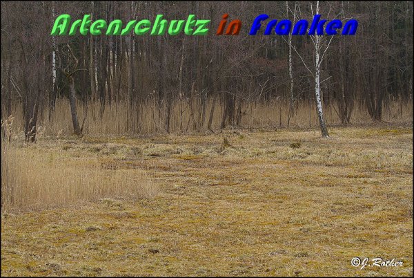 Copyright AiS Johannes Rother Bild zum Eintrag (56407-160)