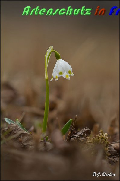 Copyright AiS Johannes Rother Bild zum Eintrag (56408-160)