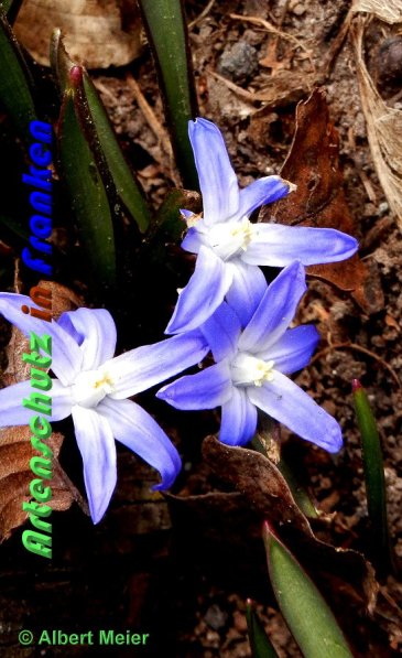 Copyright AiS Albert Meier Bild zum Eintrag (56418-160)