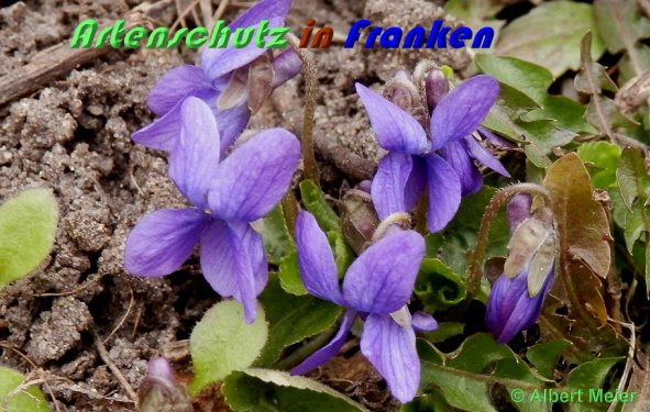 Copyright AiS Albert Meier Bild zum Eintrag (56421-160)