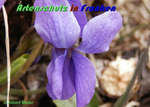 Copyright AiS Albert Meier Bild zum Eintrag (56422-160)