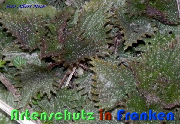 Copyright AiS Albert Meier Bild zum Eintrag (56470-160)