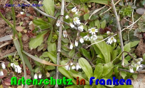 Copyright AiS Albert Meier Bild zum Eintrag (56516-160)