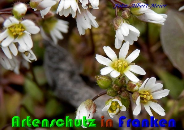 Copyright AiS Albert Meier Bild zum Eintrag (56517-160)
