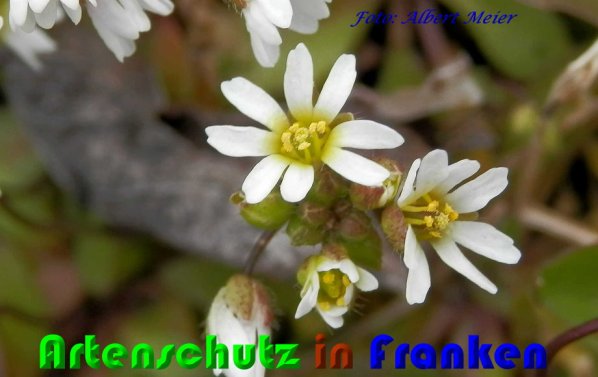 Copyright AiS Albert Meier Bild zum Eintrag (56518-160)