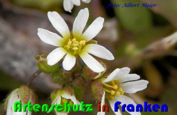 Copyright AiS Albert Meier Bild zum Eintrag (56519-160)