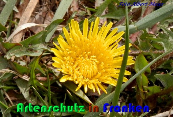 Copyright AiS Albert Meier Bild zum Eintrag (56542-160)