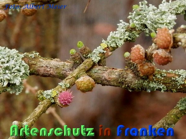 Copyright AiS Albert Meier Bild zum Eintrag (56643-160)