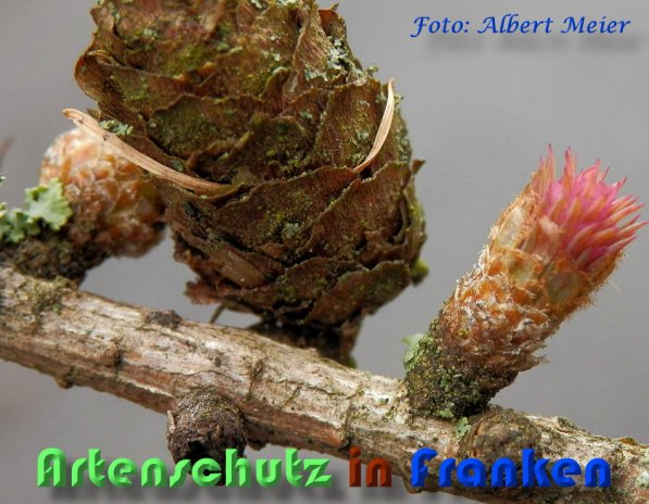 Copyright AiS Albert Meier Bild zum Eintrag (56644-160)