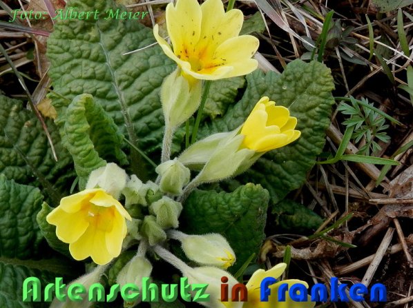 Copyright AiS Albert Meier Bild zum Eintrag (56649-160)