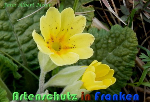 Copyright AiS Albert Meier Bild zum Eintrag (56650-160)