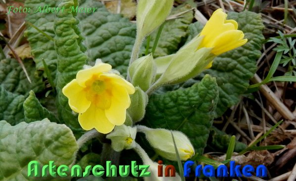 Copyright AiS Albert Meier Bild zum Eintrag (56651-160)