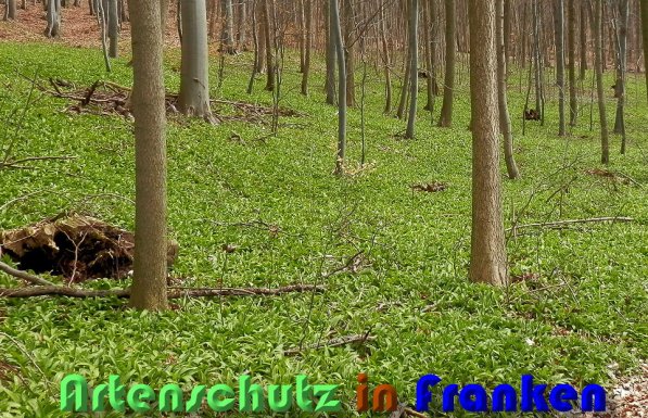 Copyright AiS Albert Meier Bild zum Eintrag (56685-160)