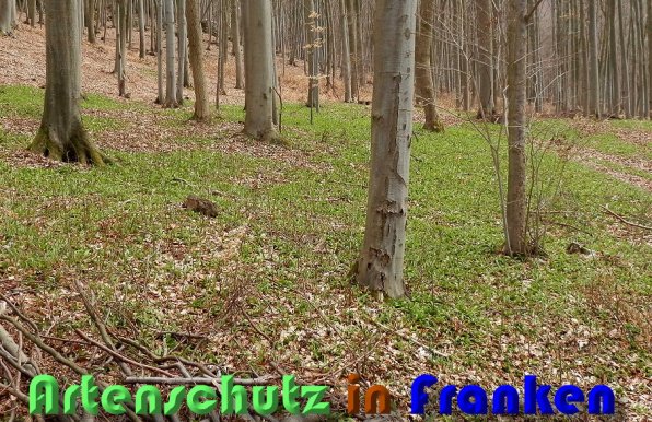 Copyright AiS Albert Meier Bild zum Eintrag (56686-160)