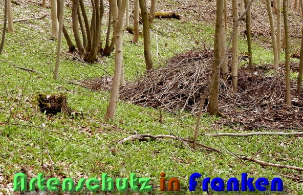 Copyright AiS Albert Meier Bild zum Eintrag (56689-160)