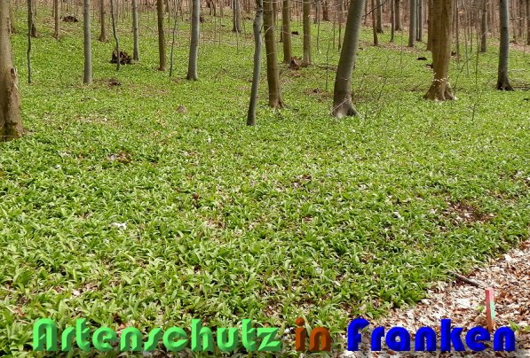 Copyright AiS Albert Meier Bild zum Eintrag (56690-160)