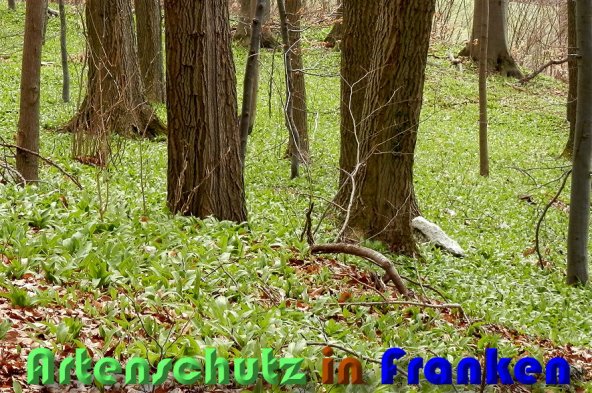 Copyright AiS Albert Meier Bild zum Eintrag (56695-160)