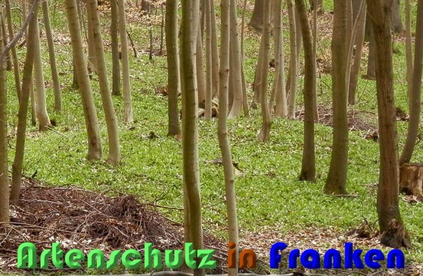 Copyright AiS Albert Meier Bild zum Eintrag (56696-160)