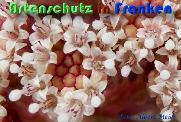 Copyright AiS Albert Meier Bild zum Eintrag (56712-160)