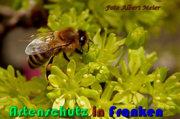 Copyright AiS Albert Meier Bild zum Eintrag (56775-160)
