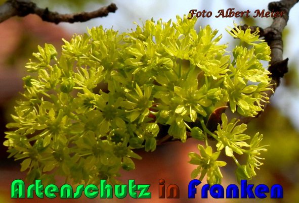Copyright AiS Albert Meier Bild zum Eintrag (56776-160)