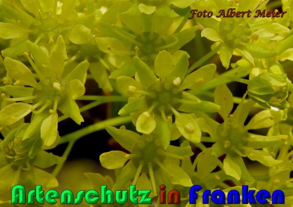 Copyright AiS Albert Meier Bild zum Eintrag (56778-160)