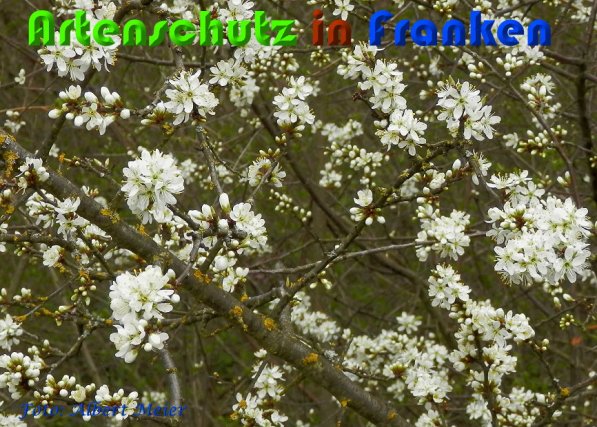 Bild zum Eintrag (57015-160)