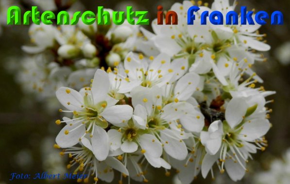 Bild zum Eintrag (57016-160)