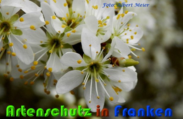 Bild zum Eintrag (57017-160)