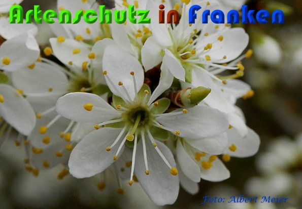 Bild zum Eintrag (57018-160)
