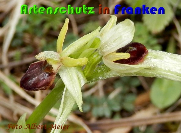 Copyright AiS Albert Meier Bild zum Eintrag (57119-160)