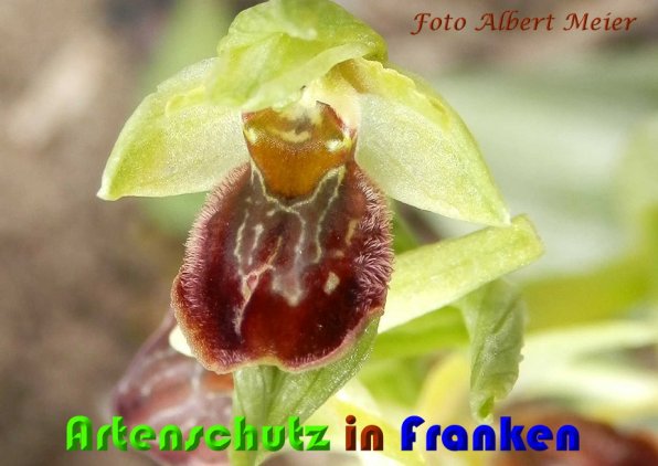 Copyright AiS Albert Meier Bild zum Eintrag (57122-160)