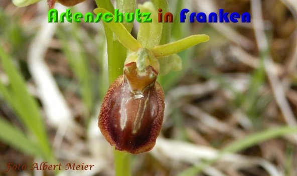 Copyright AiS Albert Meier Bild zum Eintrag (57123-160)
