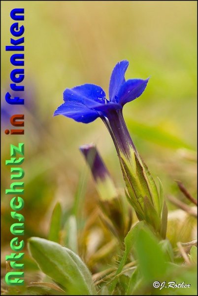 Copyright AiS Johannes Rother Bild zum Eintrag (57136-160)