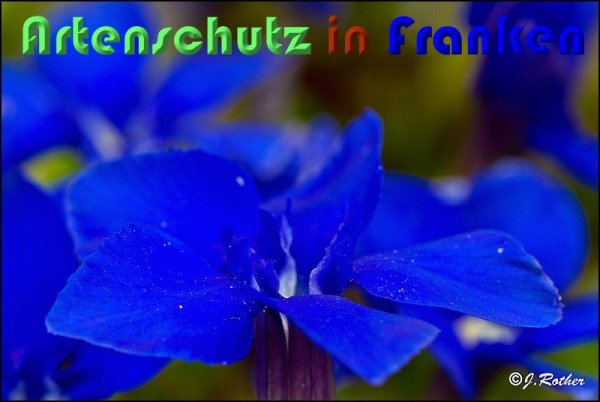 Copyright AiS Johannes Rother Bild zum Eintrag (57138-160)